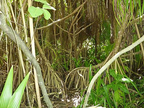 Verdure au coco palm dhuni kolhu interieur