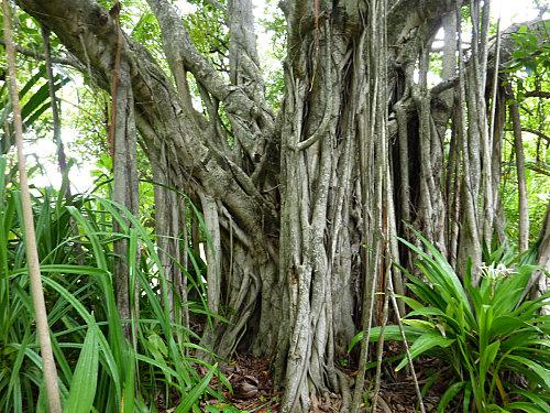 Verdure au coco palm dhuni kolhu banyan tree