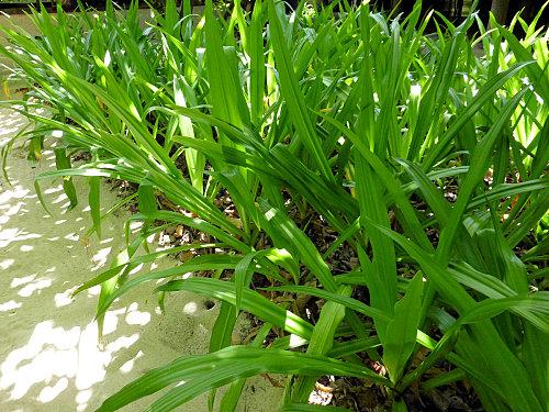 Verdure au coco palm dhuni kolhu pousses de palmiers