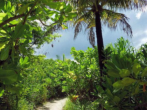 Verdure au coco palm dhuni kolhu allée conch bar