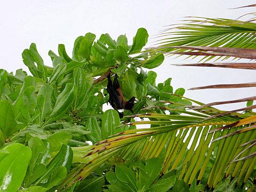 Verdure au coco palm dhuni kolhu chauve souris