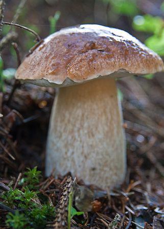 Journée du 17 Août en Haute-Savoie IMG_2331