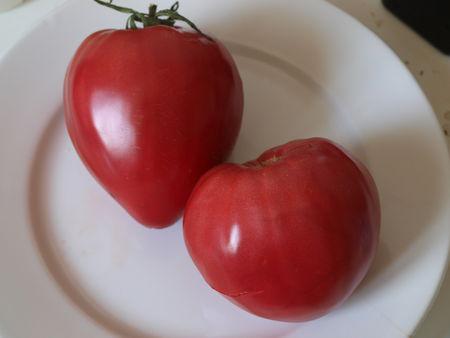 La Rose de Berne : une tomate épatante ! 007
