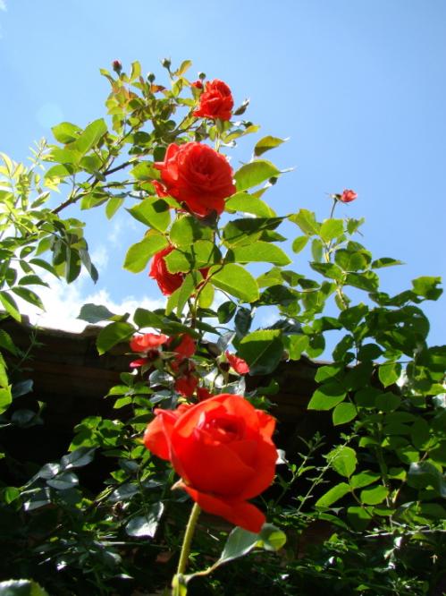 IF Nature mathématique (2)