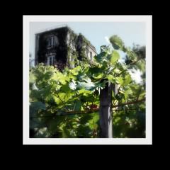 Montmartre 14.084.jpg