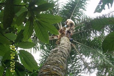 Cameroun : Les passeurs de savoir traditionnel à l’œuvre Cameroun : Les passeurs de savoir traditionnel à l’œuvre