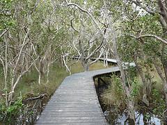 My trip in New Zealand (7) - Whangarei Mangroves