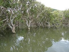 My trip in New Zealand (7) - Whangarei Mangroves