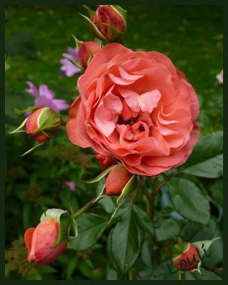 Et voilà, il faut bien se mettre à l'évidence...les Vacan... Et voilà, il faut bien se mettre à l'évidence...les Vacan...