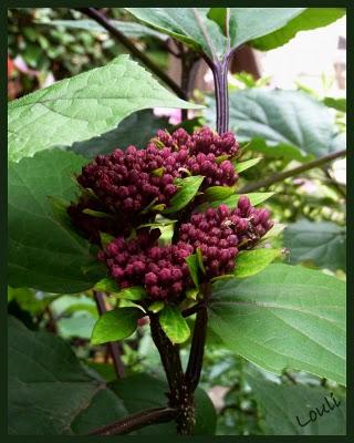 Et voilà, il faut bien se mettre à l'évidence...les Vacan... Et voilà, il faut bien se mettre à l'évidence...les Vacan...