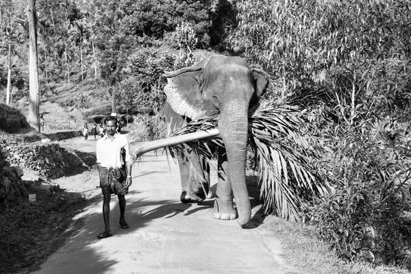 Portraits indiens ......