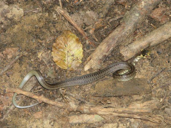 Une jolie petite vipère, morte Menthon-Saint-Bernard et le lac d’Annecy