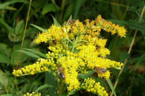 Les abeilles de la réserve du bout du lac Menthon-Saint-Bernard et le lac d’Annecy