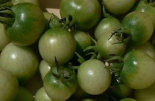 Tomates cerises vertes au vinaigre