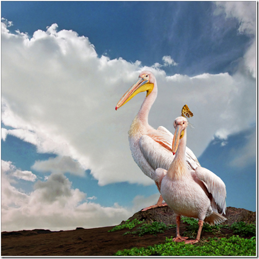 image image