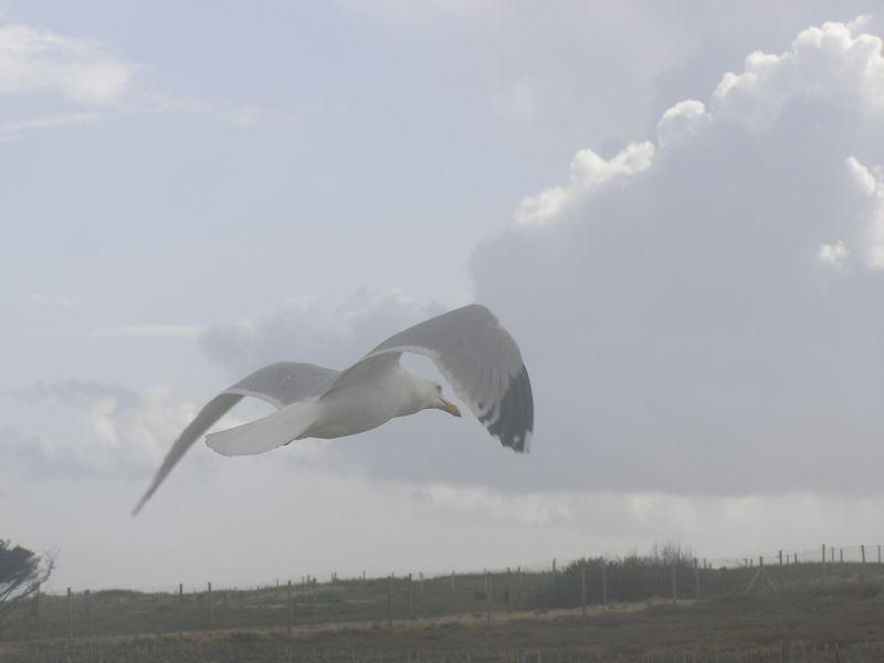 impérieux Juste devant moi (Claude Pujade-Renaud)