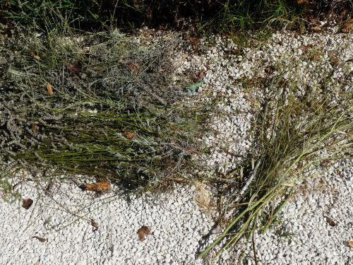 Août 2010 : mois chaud sans être canniculaire... Août 2010 : mois chaud sans être canniculaire...