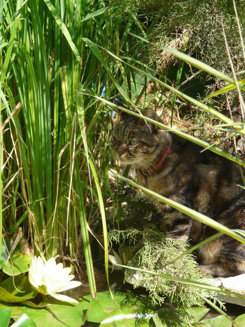 Août 2010 : mois chaud sans être canniculaire... Août 2010 : mois chaud sans être canniculaire...