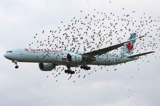 air-canada-birds-510x338.jpg