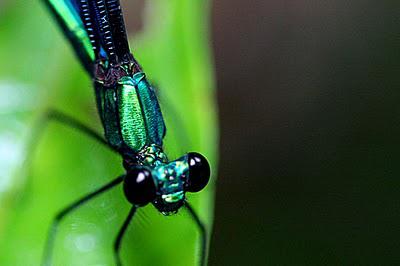 Regard de libellule Regard de libellule