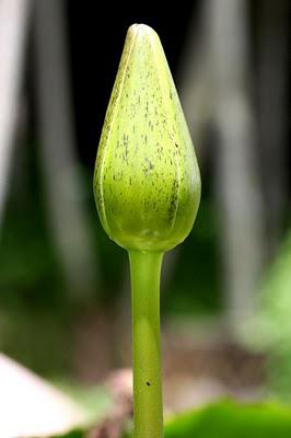 Okinawa le jardin de fleurs Okinawa le jardin de fleurs