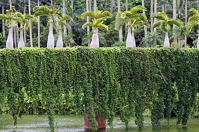 Okinawa le jardin de fleurs Okinawa le jardin de fleurs