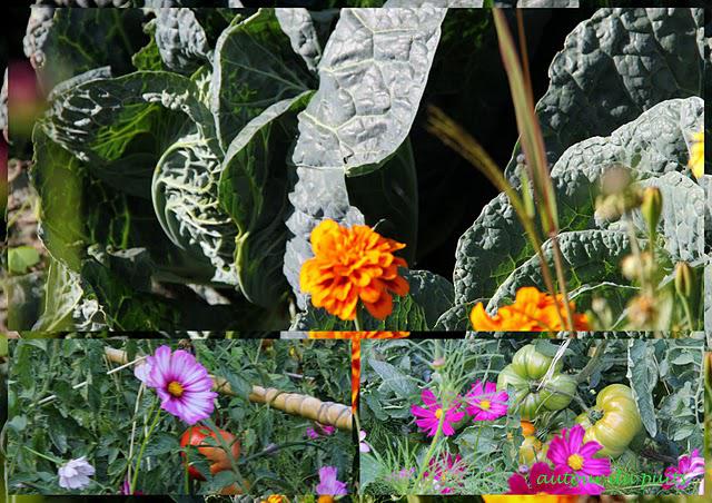 FLEURS AU POTAGER FLEURS AU POTAGER