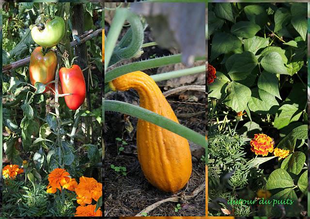 FLEURS AU POTAGER FLEURS AU POTAGER