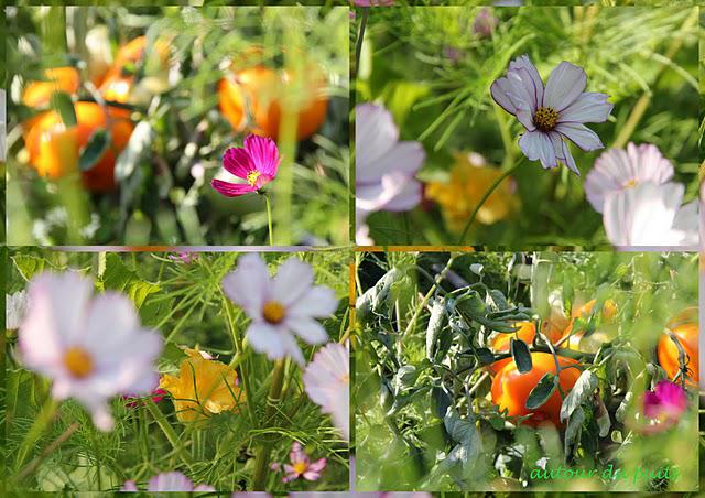 FLEURS AU POTAGER FLEURS AU POTAGER