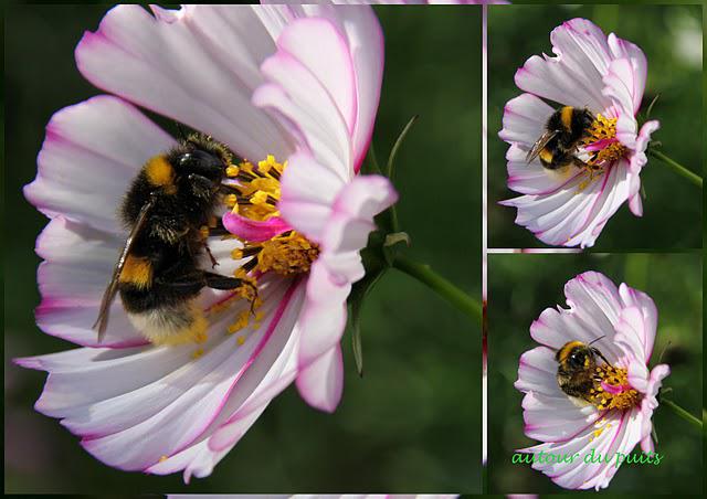 FLEURS AU POTAGER FLEURS AU POTAGER