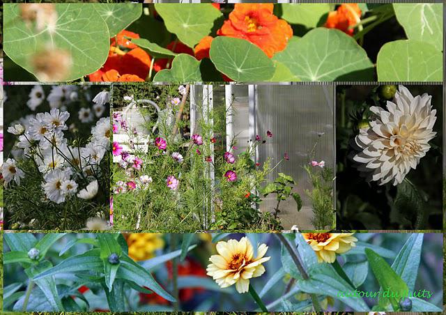 FLEURS AU POTAGER FLEURS AU POTAGER