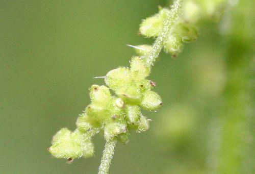 urtica fem épines 30 août 2010 017.jpg