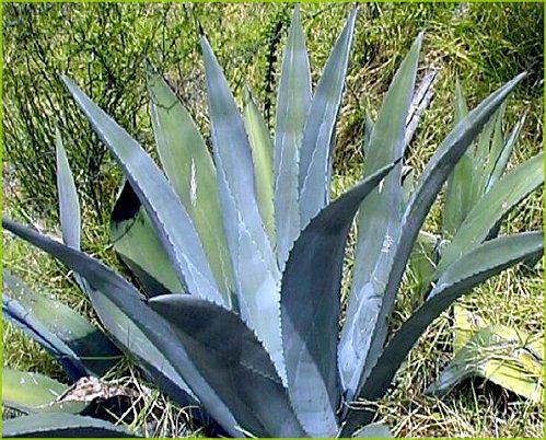 Nouvelle Rubrique : Les Recettes avec du Sirop d'Agave