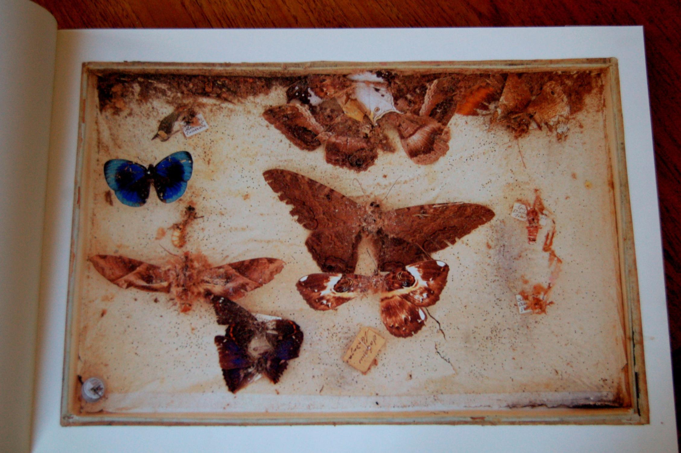 Eric Poitevin, Les Papillons, 1994 http://i338.photobucket.com/albums/n432/vonsontag/art/DSC_0827.jpg