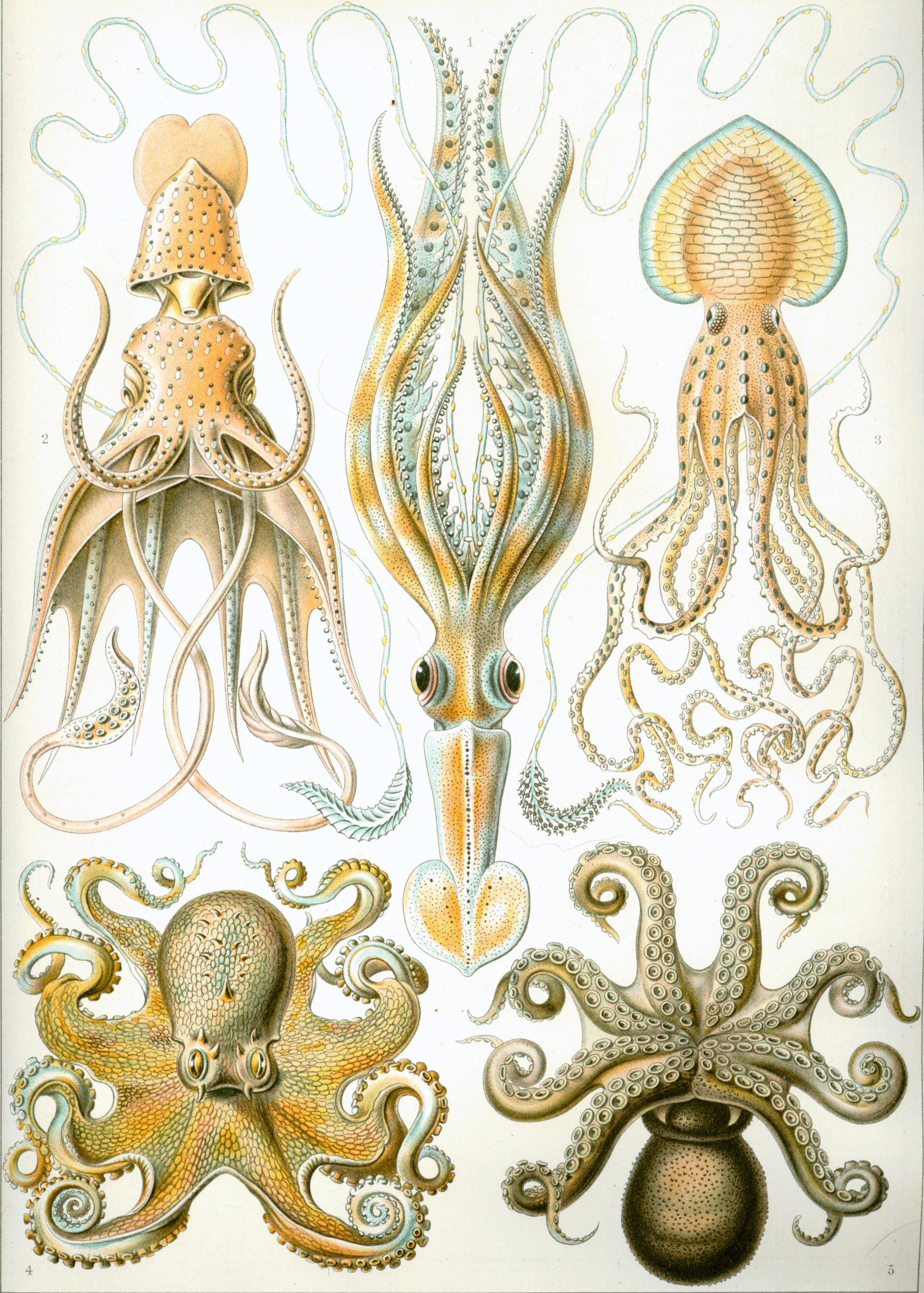 Remarquables Cephalopodes