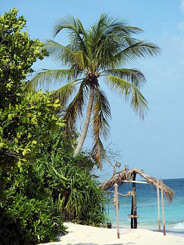 Embudhoo suite et fin palmier