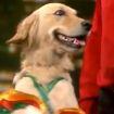 La chienne qui danse le merengue: extraordinaire !