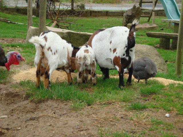 photos de vacances sur les animaux et .... train...... DSC08798.JPG