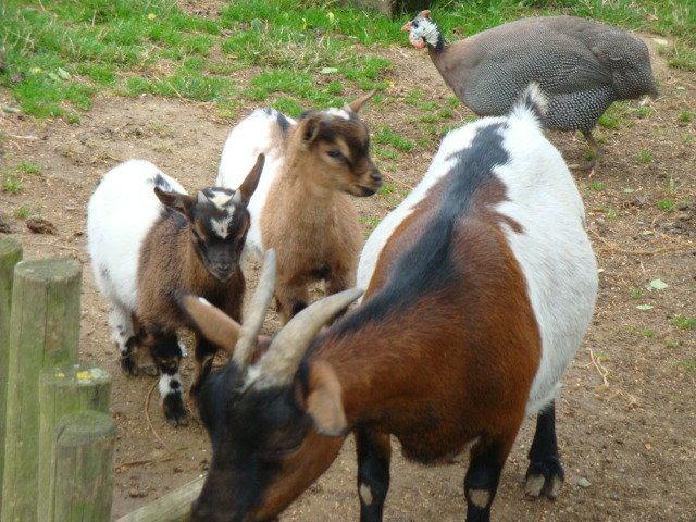 photos de vacances sur les animaux et .... train...... DSC08787.JPG