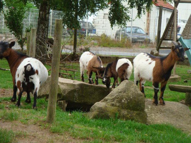 photos de vacances sur les animaux et .... train...... DSC08792.JPG
