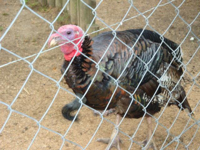 photos de vacances sur les animaux et .... train...... DSC08793.JPG