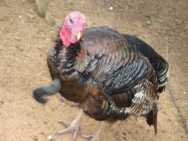 photos de vacances sur les animaux et .... train...... DSC08795.JPG