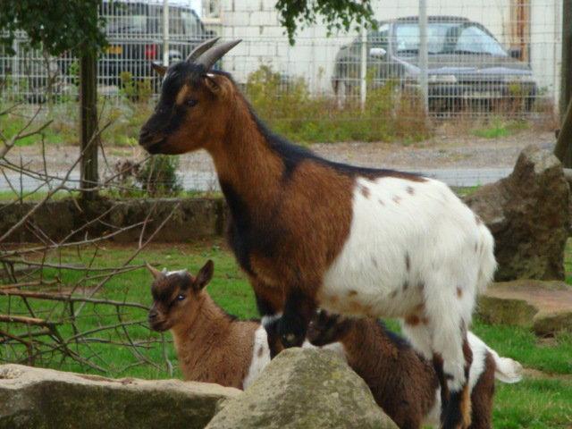 photos de vacances sur les animaux et .... train...... DSC08796.JPG