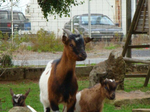 photos de vacances sur les animaux et .... train...... DSC08785.JPG