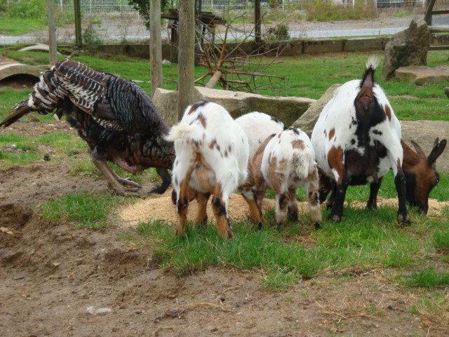 photos de vacances sur les animaux et .... train...... DSC08799.JPG