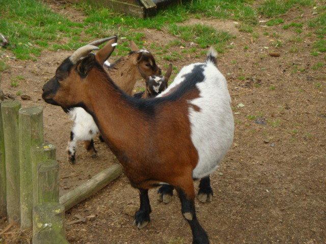photos de vacances sur les animaux et .... train...... DSC08788-copie-1.JPG
