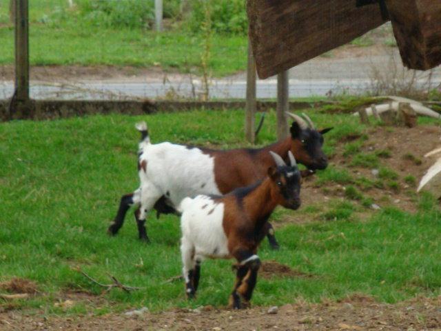 photos de vacances sur les animaux et .... train...... DSC08781.JPG