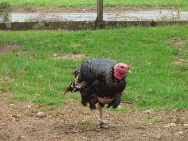 photos de vacances sur les animaux et .... train...... DSC08782.JPG