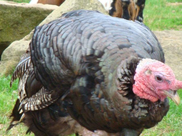 photos de vacances sur les animaux et .... train...... DSC08784.JPG