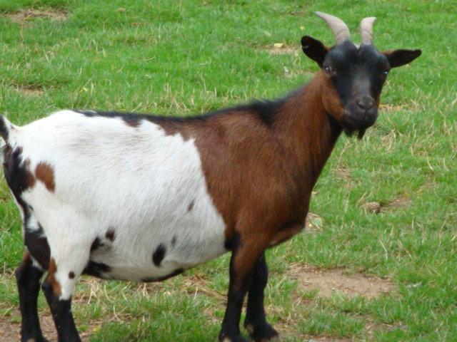 photos de vacances sur les animaux et .... train...... DSC08786.JPG